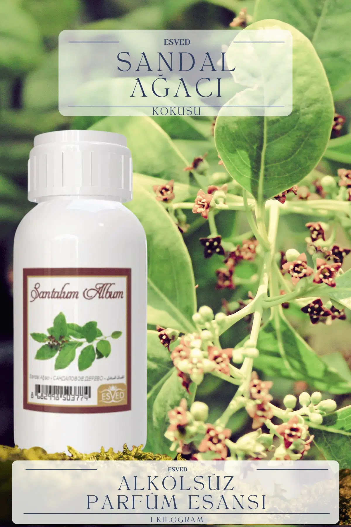 Sandal Ağacı Kokusu Toptan Parfüm Esansı 1 Kilogram